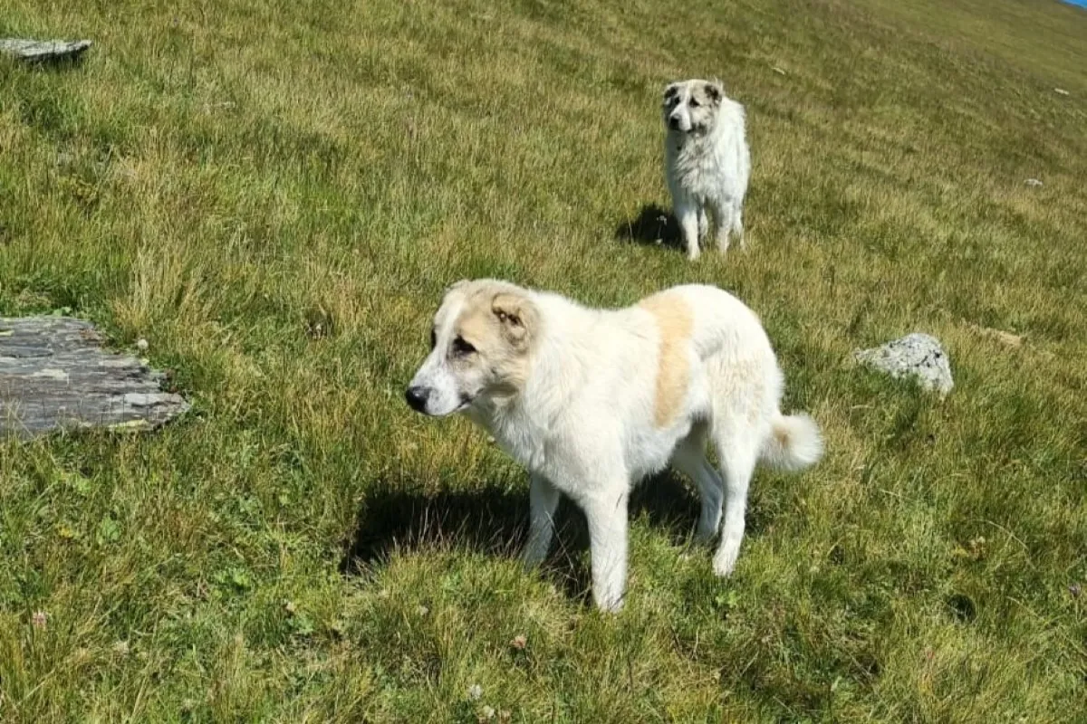 Two Caucasian Shepherd Dogs Nagazi guarding an alpine slope on a hiking trail in Tusheti Georgia